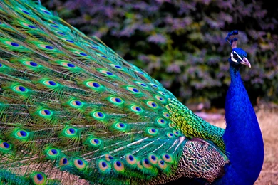 HD Best Peacock Wallpapers High Resolution Full Size ...
