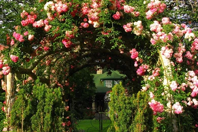 Rose Garden Wallpapers   Wallpapers Zone