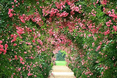 Gardens Wallpaper: Rose Garden Wallpapers Desktop Hd 1748 ...