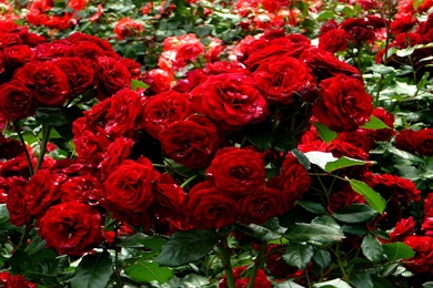 Gardens Wallpaper: Rose Garden Wallpapers Pictures Pics Images ...