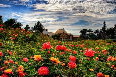 Rose Garden Wallpapers.jpg