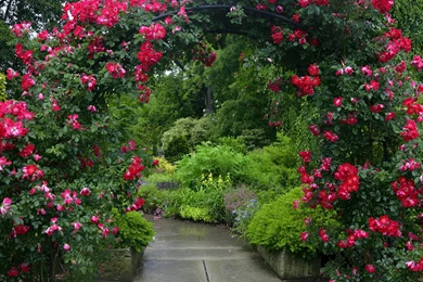 Red Rose Garden Free Backgrounds Desktop Images Wallpaper,flower HD ...