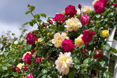 Download Wallpapers 1600x1200 Roses, Flowering, Garden, Sky ...