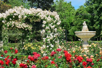 Gardens Wallpaper: Beautiful Red Rose Gardens Best Widescreen ...