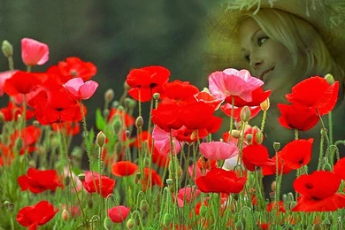 Red Rose Flower Garden Wallpaper