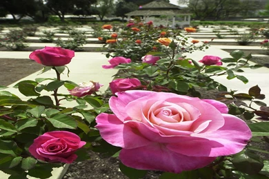 Desktop Wallpapers » Flowers Backgrounds » Rose Garden » Www ...