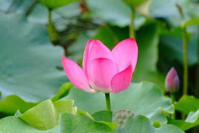 Rose Garden Of The Lotus (rebar Works)