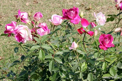 Wallpapers Of Rose Garden