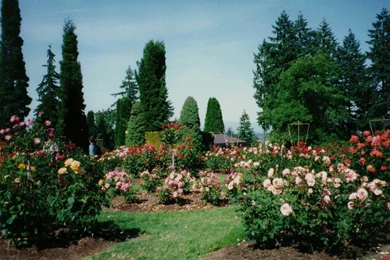 Rose Garden Pictures   GoHome Designs Ideas   GoHome Designs Ideas