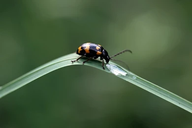 Bugs Wallpapers: Cozy Friends White Nice Green Bugs Red Flower ...