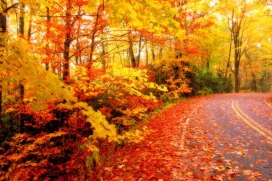 Autumn Leaves Wallpapers   (