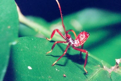 GT Wallpapers   Free Wallpapers Bugs