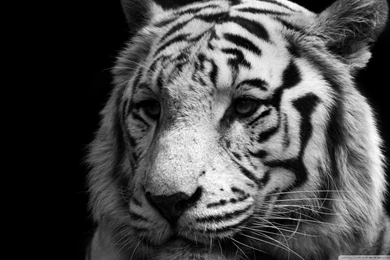 Tiger Black And White HD Desktop Wallpapers : Widescreen : High ...