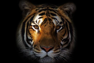 White Tiger HD Wallpapers For Desktop & Mobile Download