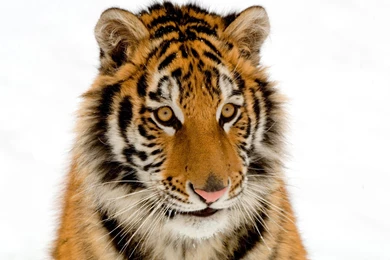 Wallpapers tiger hd.jpg