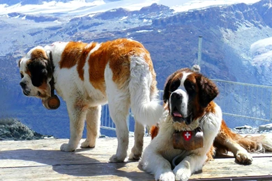 Beautiful Dog Nice Desktop Wallpapers