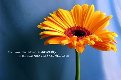 Inspirational Life Quotes Wallpaper. QuotesGram