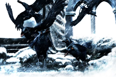 Murder Of Crows Wallpapers From Other Wallpapers