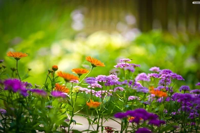 Wonderful flowers wallpaper 1900x1200.jpg