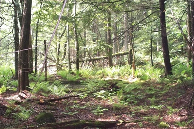 Forests: Loverens Cedar Swamp Forest Antrim Nature Conservancy Nh ...