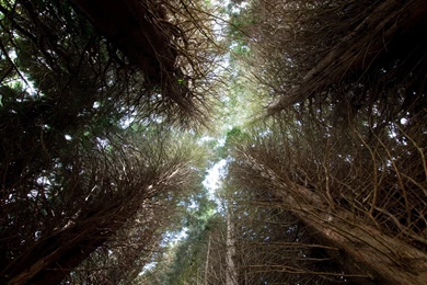 The Nature Conservancy CO