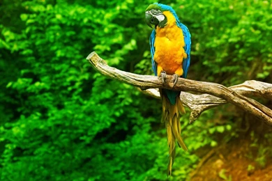 Wide Wallpapers Free Download,desktop Wallpapers