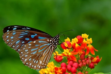 Yellow Flowers And Butterflies Free Wallpapers Desktop