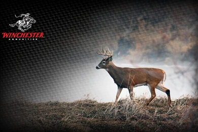 Deer Hunting Wallpapers