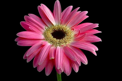 Black And Pink Wallpapers 2656 HD Wallpapers