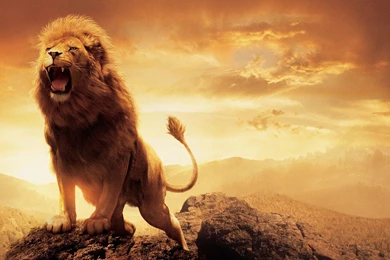 Other Aslan Movie Narnia Lion Wide High Quality Wallpapers ~ Other ...