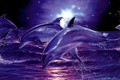 Free dolphins wallpaper 6 18728 HD Wallpapers