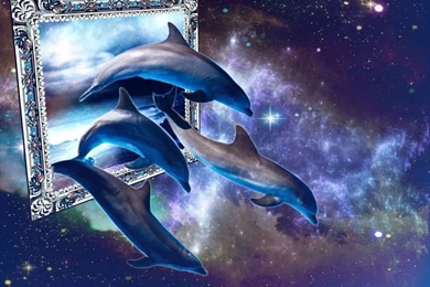 Free wallpapers dolphins dolphin wallpaper hd wallpapers free ...