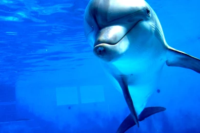 Free Amazon River Dolphin Wallpapers Wallpapers And Backgrounds