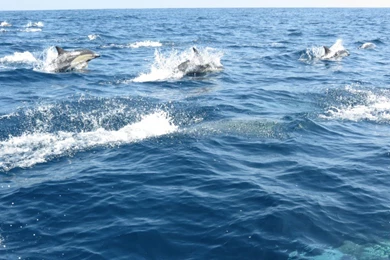 Pictures 1024X768 Cow And Dolphin Wallpapers Free Wallpapers ...