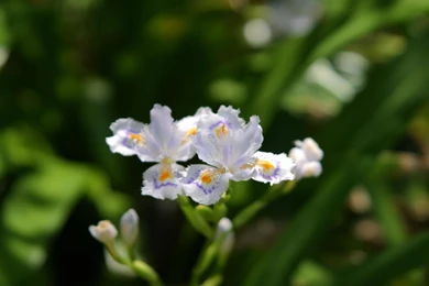 Free Flower Computer Wallpapers