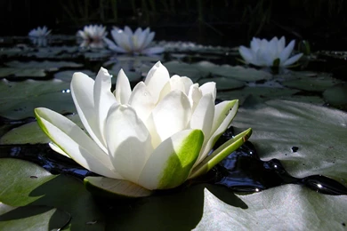 Lotus Flower Wallpapers