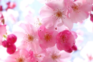 Flower Image Wallpapers   Wallpapers Cave