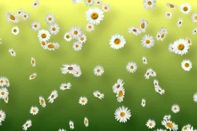 White Daisies Springtime Backgrounds Loop   YouTube