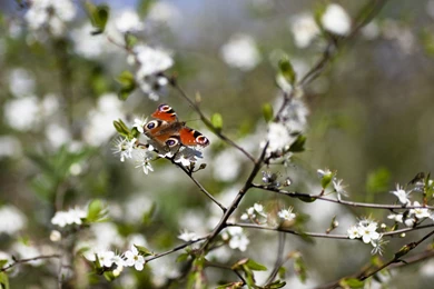 Flowers: Springtime Butterfly Bloom White Tree Nature Backgrounds ...