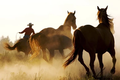 High Resolution Western Horses Wallpapers For Desktop Full Size ...