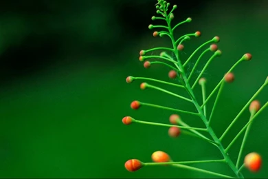 Lush Desktop Backgrounds Picture 1366x768 Widescreen Hd Wallpaper