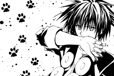 Widescreen Black Cat Image Normal 1024x768