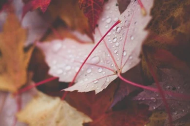 Love Photography Beautiful Vintage Landscape Inspiration Trees ...