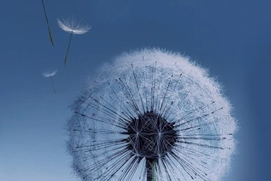 Huawei Cell Phone Wallpapers And Backgrounds