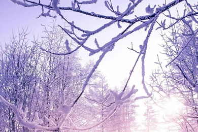 Download Huawei Mate 8   Stock Wallpapers