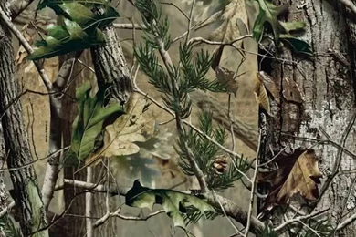 Camo Background Images