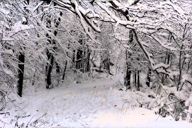 Free Snow Scene Motion Backgrounds HD 1920x1080   YouTube