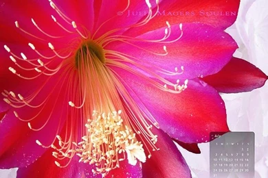 Pakistani Cricket Player: Flowers Wallpapers For Desktop