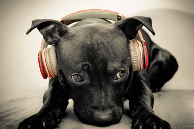 Download 1920x1080 Dog Listening To Red Beats By Dre Solo HD Wallpapers