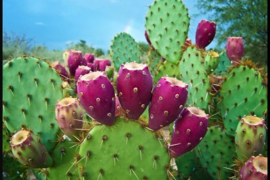 Colors Full Flowers,nature Flower,beautiful Flowers,fantastic ...